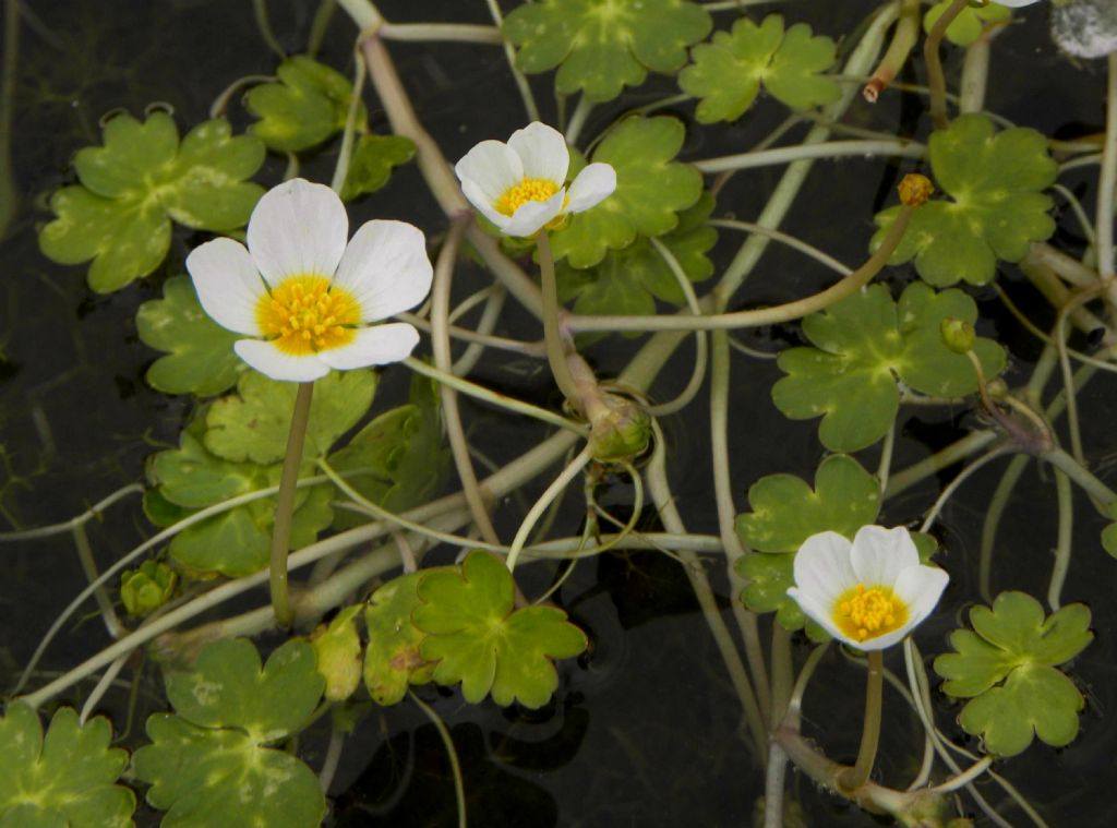 quale Ranunculus? Ranunculus peltatus Schrank